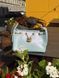 Жіноча сумка Chanel 25 Micro Handbag in Grained Calfskin in Mother of Pearl Premium re-129515 фото 1
